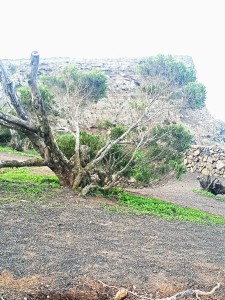 Patrimonio natural que debemos respetar. Ruta el Bosquecillo en Lanzarote